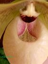 Paphiopedilum hangianum x malipoense 
